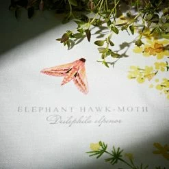 Budget ⌛ Natural History Museum Lady's Bedstraw Tea Towel 🛒 -TEDDY BEAR Sales 30764588 alt03